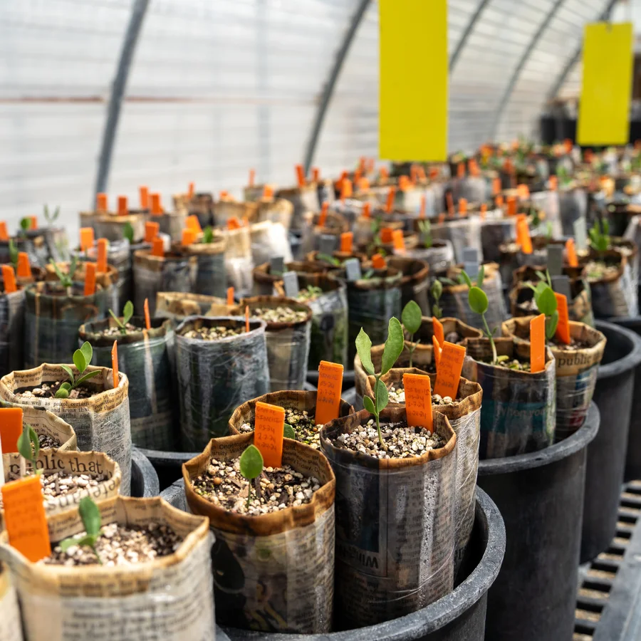 Native-plant seedlings in newspaper-wrapped pots