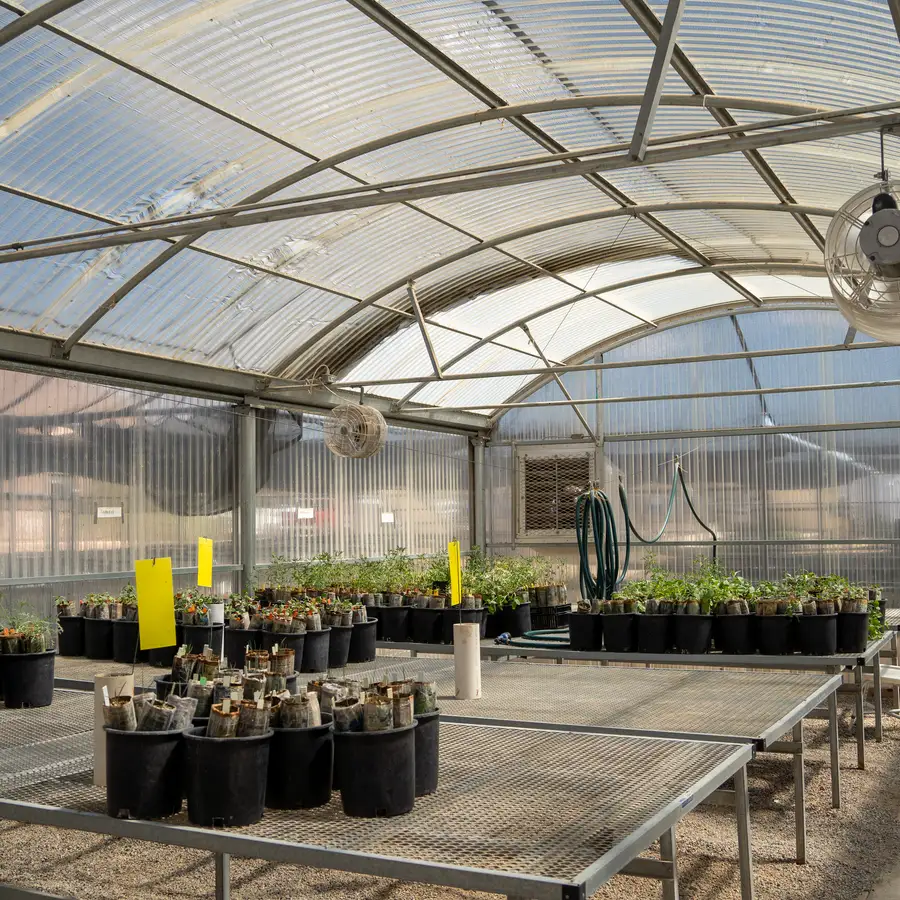 Vegetable plant starts in black pots on metal greenhouse benches